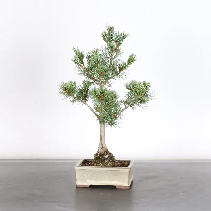 Bonsai Pin Pentaphylla PP-1-1