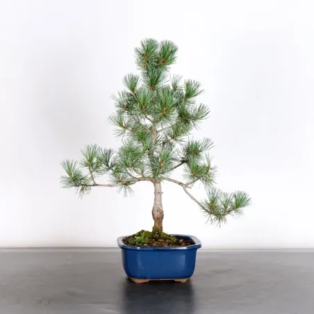Bonsai Pin Pentaphylla PP-1-7