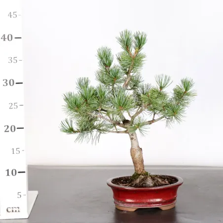 image supplémentaire - JAPANESE WHITE PINE...