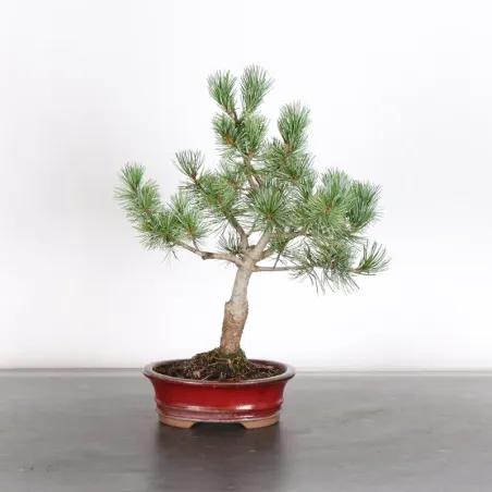 Bonsai Pin Pentaphylla PP-1-8