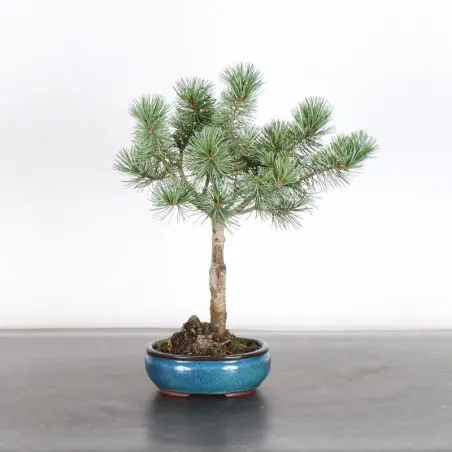 Bonsai Pin Pentaphylla PP-1-9