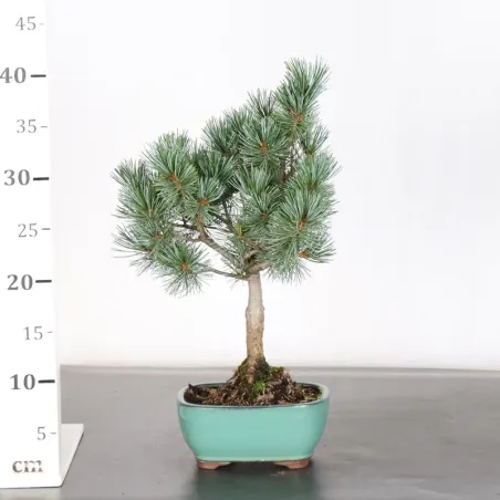 image supplémentaire - JAPANESE WHITE PINE...