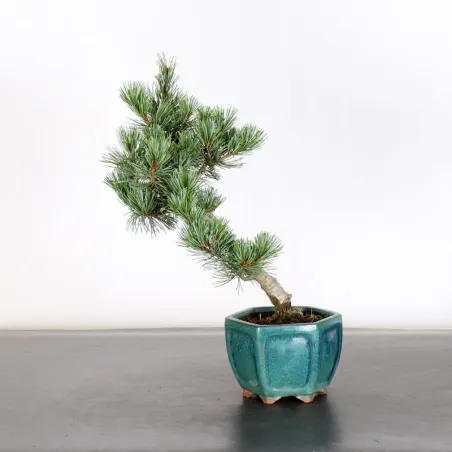 image supplémentaire - JAPANESE WHITE PINE...
