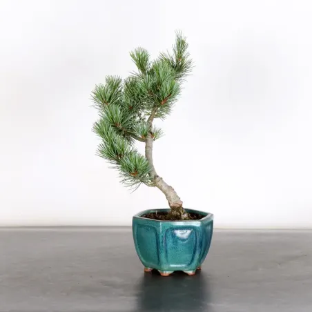 JAPANESE WHITE PINE “PENTAPHYLLA” 1-16