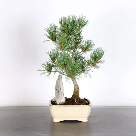 PIN BLANC DU JAPON "PENTAPHYLLA" 1-17