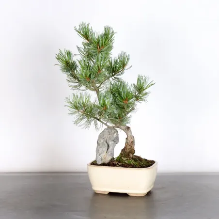 JAPANESE WHITE PINE “PINUS PENTAPHYLLA” 1-19