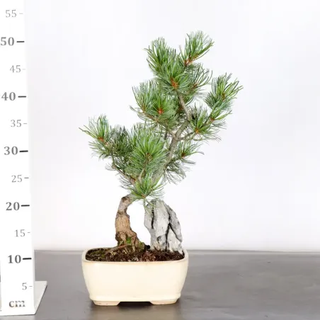 image supplémentaire - PIN BLANC DU JAPON "PINUS...