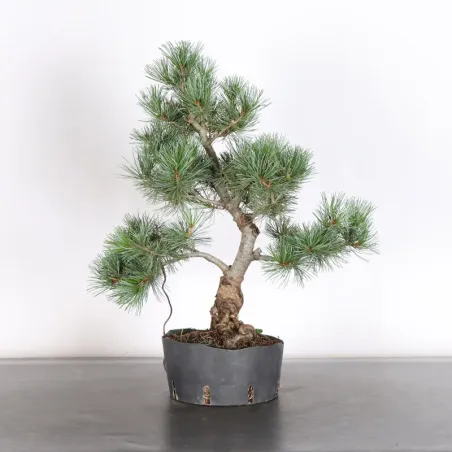 PREBONSAI PIN BLANC DU JAPON "PINUS PENTAPHYLLA" 1-20