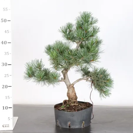 image supplémentaire - PREBONSAI JAPANESE WHITE...