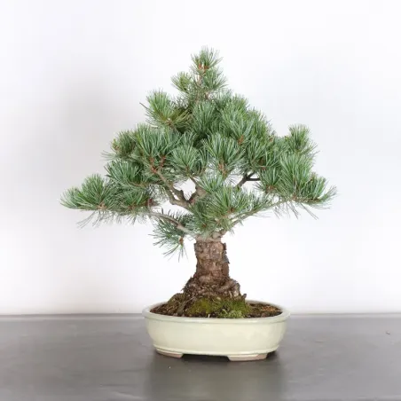 image supplémentaire - PIN BLANC DU JAPON "PINUS...