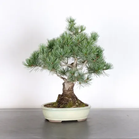 PIN BLANC DU JAPON "PINUS PENTAPHYLLA" 1-21