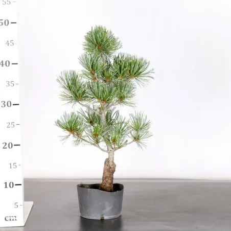 image supplémentaire - PREBONSAI JAPANESE WHITE...