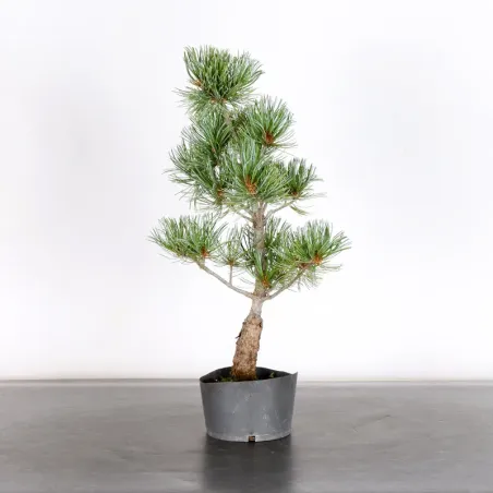 PREBONSAI JAPANESE WHITE PINE “PENTAPHYLLA” 1-22