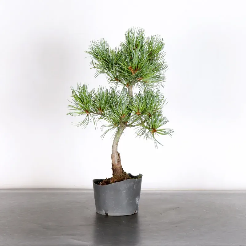 PREBONSAI JAPANESE WHITE PINE “PENTAPHYLLA” 1-23