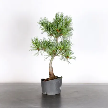 PREBONSAI JAPANESE WHITE PINE “PENTAPHYLLA” 1-23