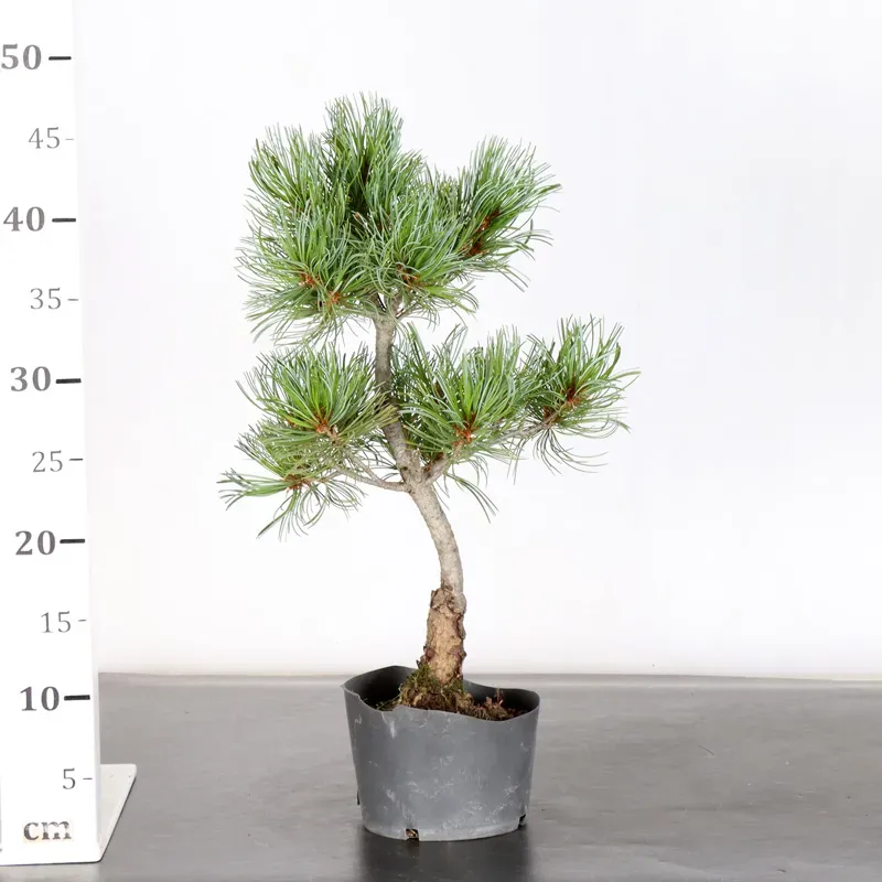 image supplémentaire - PREBONSAI JAPANESE WHITE...