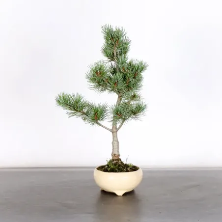 PIN BLANC DU JAPON "PINUS PENTAPHYLLA" 1-25