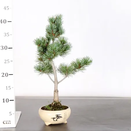 image supplémentaire - PIN BLANC DU JAPON "PINUS...