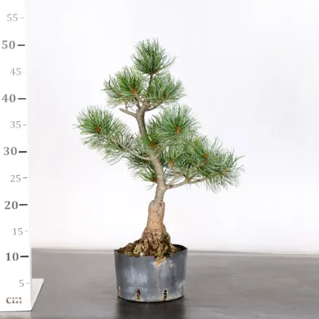 image supplémentaire - PREBONSAI JAPANESE WHITE...