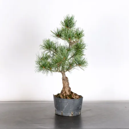 PREBONSAI JAPANESE WHITE PINE “PENTAPHYLLA” 1-26
