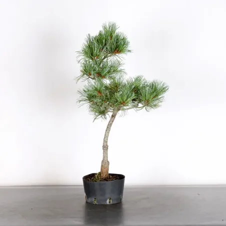 PREBONSAI JAPANESE WHITE PINE “PENTAPHYLLA” 1-27