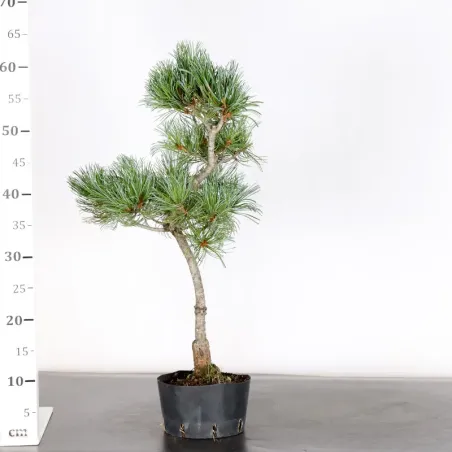 image supplémentaire - PREBONSAI PIN BLANC DU...