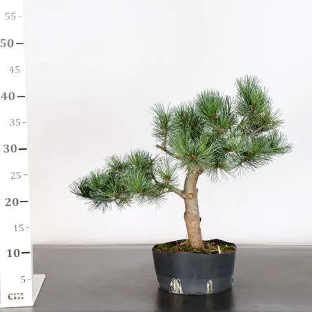 image supplémentaire - PREBONSAI PIN BLANC DU...