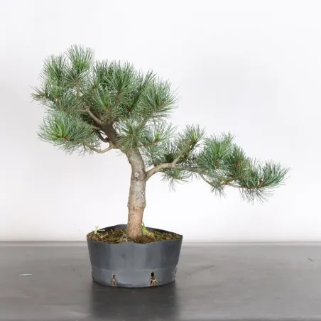 PREBONSAI PIN BLANC DU JAPON "PINUS PENTAPHYLLA" 1-28