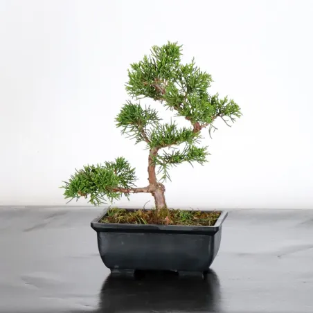 Bonsai Chinese Juniper