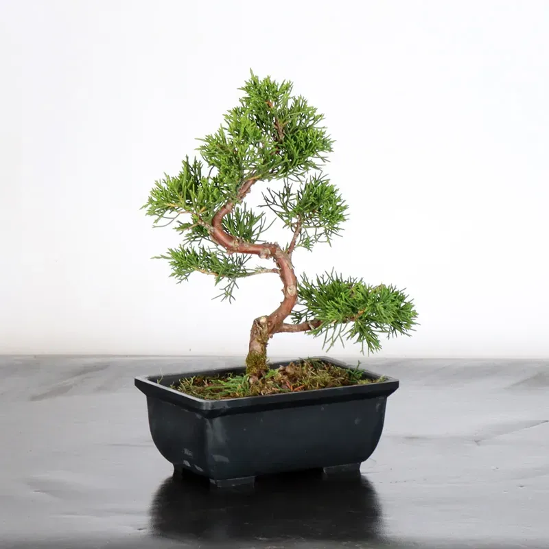 image supplémentaire - JUNIPER "JUNIPERUS...