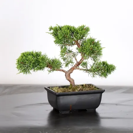 Bonsai Genévrier de Chine