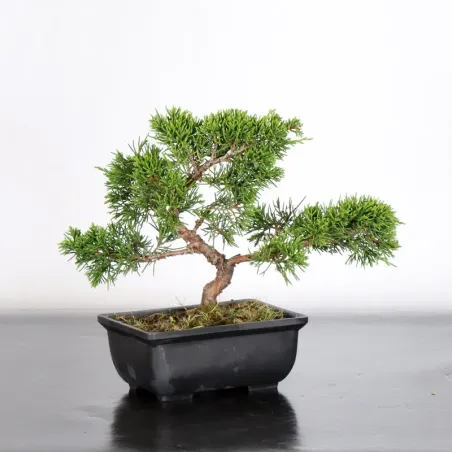 image supplémentaire - Genévrier "juniperus...
