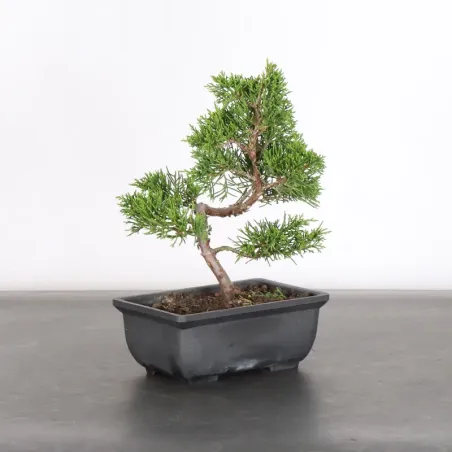 image supplémentaire - JUNIPER "JUNIPERUS...