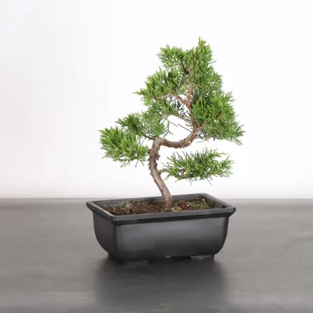 Bonsai Genévrier de Chine