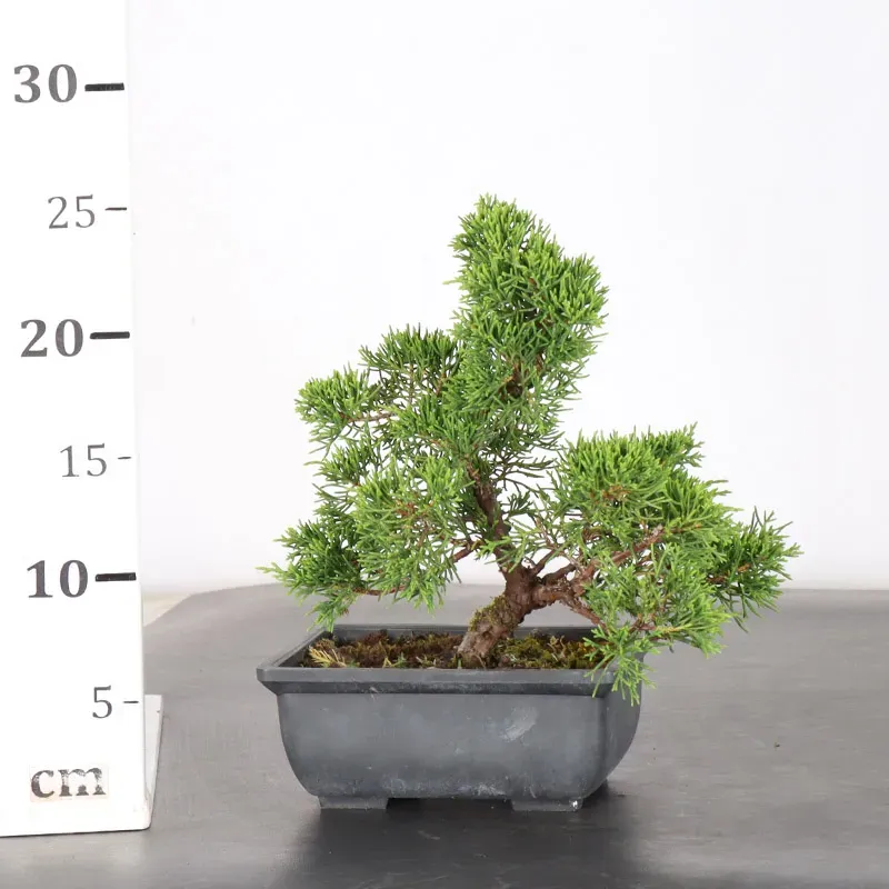 image supplémentaire - GENÉVRIER "JUNIPERUS...