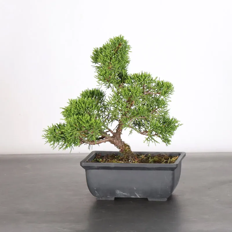 Bonsai Genévrier de Chine