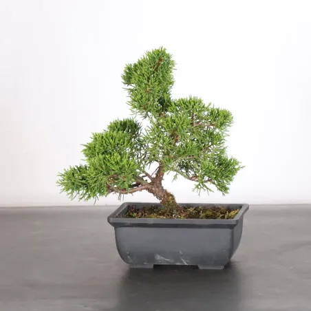 Bonsai Genévrier de Chine