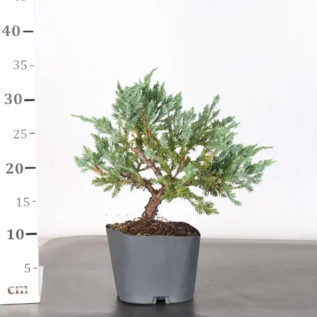 image supplémentaire - Prebonsai genévrier...