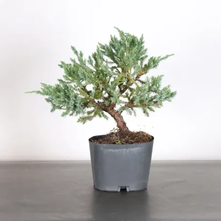 Bonsai Genévrier de Chine
