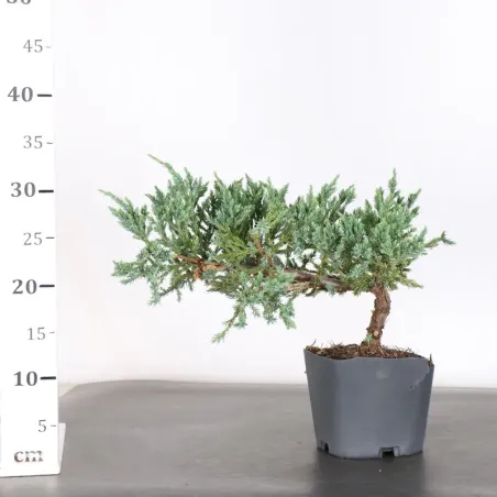 image supplémentaire - Prebonsai juniper juniperus...