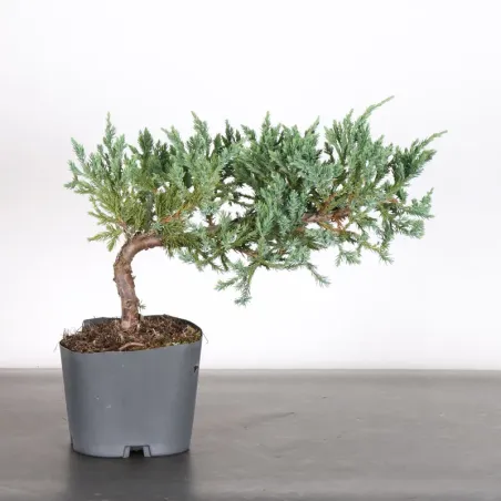 Bonsai Chinese Juniper