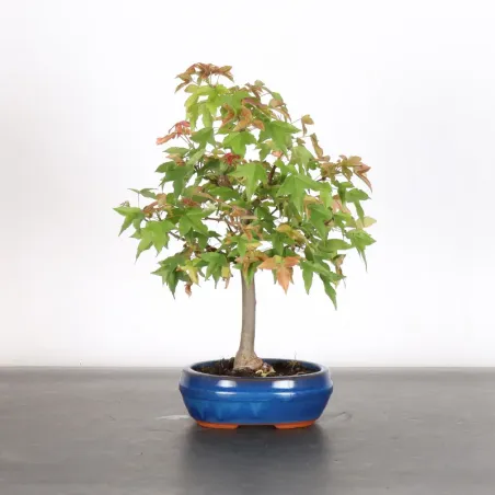 Érable "ACER BUERGERIANUM" 1-23
