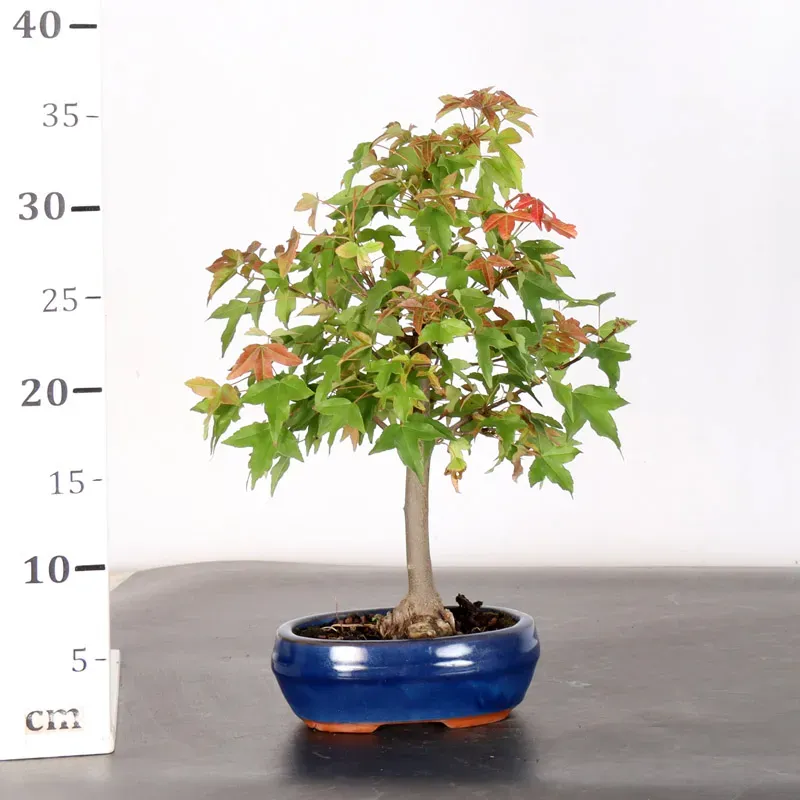 image supplémentaire - Érable "ACER BUERGERIANUM"...
