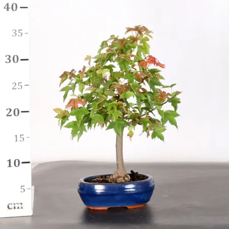 image supplémentaire - Maple "ACER BUERGERIANUM" 1-23
