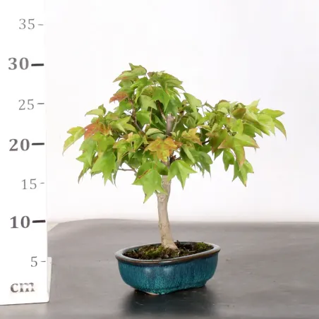 image supplémentaire - Maple "ACER BUERGERIANUM" 2-4