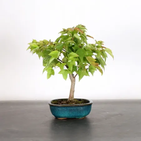 Bonsai Maple Burger AB-2-4