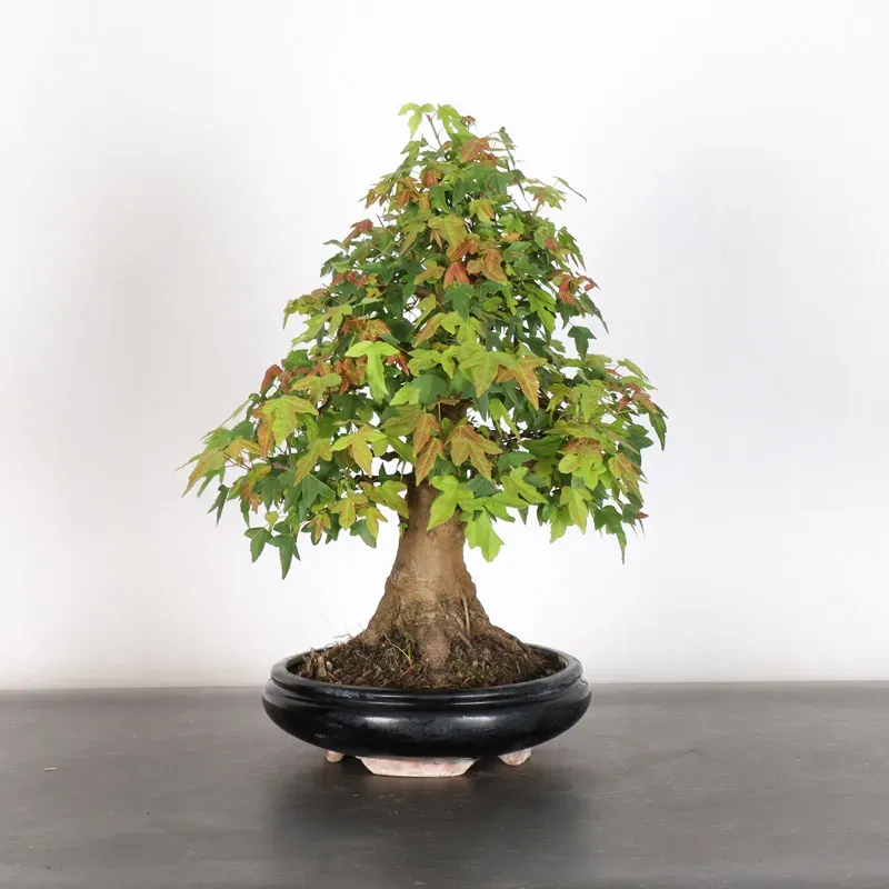 MAPLE "ACER BUERGERIANUM" 4-13