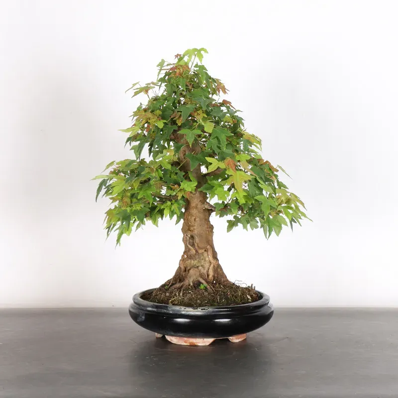 image supplémentaire - MAPLE "ACER BUERGERIANUM" 4-13
