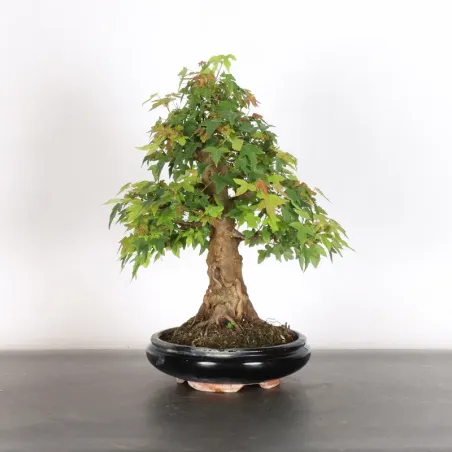 image supplémentaire - Érable "ACER BUERGERIANUM"...
