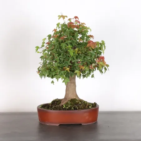 image supplémentaire - Maple "acer buergerianum" 1-5